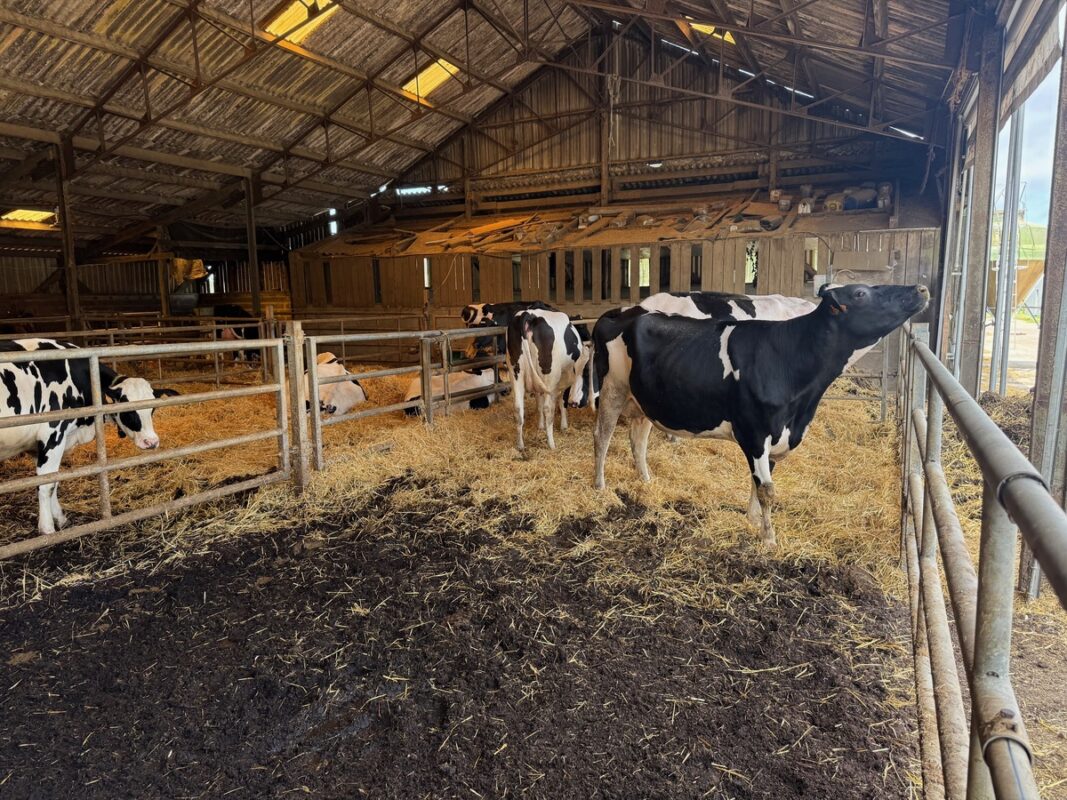 Des vaches de race Holstein dans une case sur aire paillée