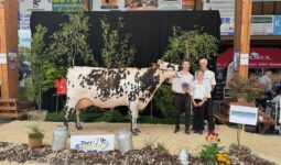 Une vache de race Normande sur le podium d'un concours bovin accompgnée de trois personnes