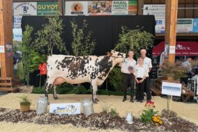 Une vache de race Normande sur le podium d'un concours bovin accompgnée de trois personnes