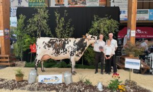 Une vache de race Normande sur le podium d'un concours bovin accompgnée de trois personnes