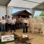 Une vache de race Charolaise suitée de son veau entourés d'un groupe de personnes lors d'un concours bovin