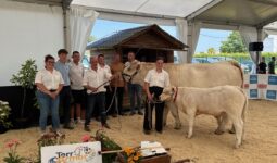 Une vache de race Charolaise suitée de son veau entourés d'un groupe de personnes lors d'un concours bovin