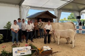 Une vache de race Charolaise suitée de son veau entourés d'un groupe de personnes lors d'un concours bovin