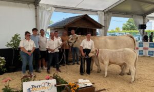 Une vache de race Charolaise suitée de son veau entourés d'un groupe de personnes lors d'un concours bovin