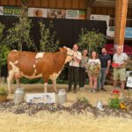 Une vache de race Montbélirade sur le podium d'un concours bovin