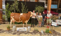 Une vache de race Montbélirade sur le podium d'un concours bovin