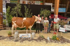Une vache de race Montbélirade sur le podium d'un concours bovin