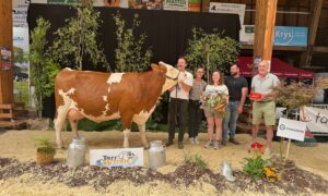 Une vache de race Montbélirade sur le podium d'un concours bovin