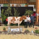 Une vache de race Pie Rouge sur le podium d'un concours bovins accompagnée de trois personnes
