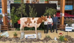 Une vache de race Pie Rouge sur le podium d'un concours bovins accompagnée de trois personnes