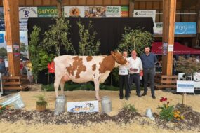 Une vache de race Pie Rouge sur le podium d'un concours bovins accompagnée de trois personnes