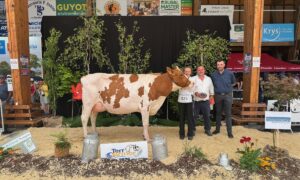 Une vache de race Pie Rouge sur le podium d'un concours bovins accompagnée de trois personnes