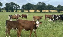 Des génisses dans une prairie
