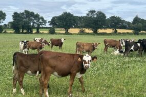 Des génisses dans une prairie