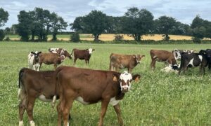 Des génisses dans une prairie