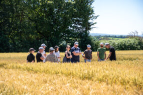 Un groupe de personne dans un champ de céréales