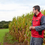 Un homme entre un champ de maïs et une prairie