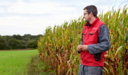 Un homme entre un champ de maïs et une prairie