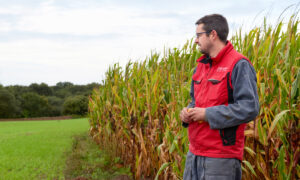 Un homme entre un champ de maïs et une prairie