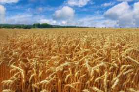 iStock-1473037848.jpg