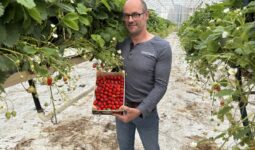 Un homme avec une cagette de fraises dans une serre de production