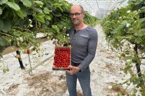 Un homme avec une cagette de fraises dans une serre de production