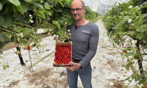 Un homme avec une cagette de fraises dans une serre de production