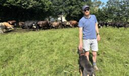 Un homme avec des vaches et un chien dans un champ