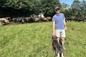 Un homme avec des vaches et un chien dans un champ