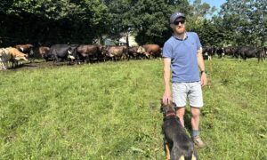 Un homme avec des vaches et un chien dans un champ