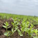 plants de lin dans un champ