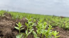 plants de lin dans un champ