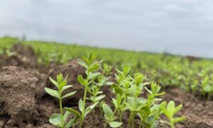 plants de lin dans un champ