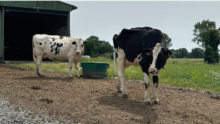 deux vaches holstein