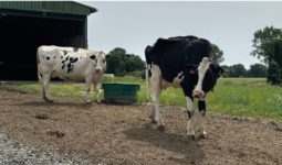 deux vaches holstein