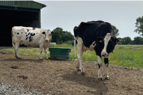 deux vaches holstein