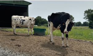 deux vaches holstein