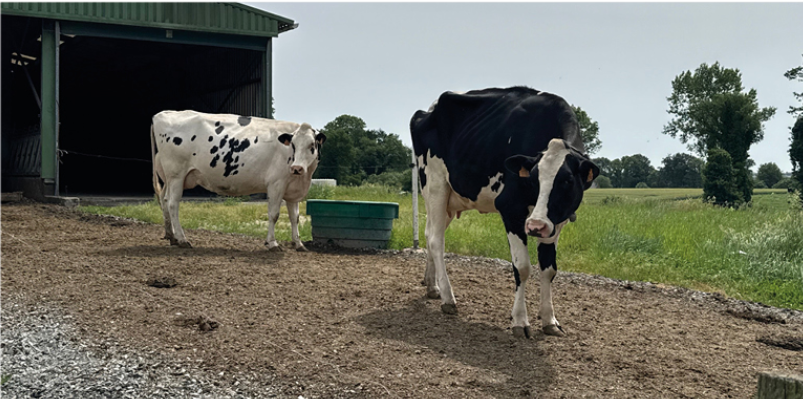 deux vaches holstein - Illustration Organiser le pâturage en traite robotisée