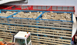 Des moutons dans un camion de transport d'animaux
