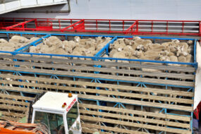 Des moutons dans un camion de transport d'animaux