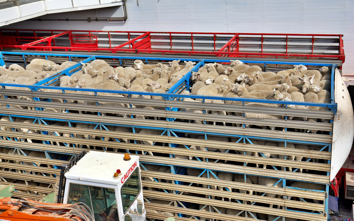 Des moutons dans un camion de transport d'animaux - Illustration Maladies émergentes : la menace se rapproche