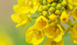 Gros plan sur une fleur de colza