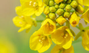 Gros plan sur une fleur de colza