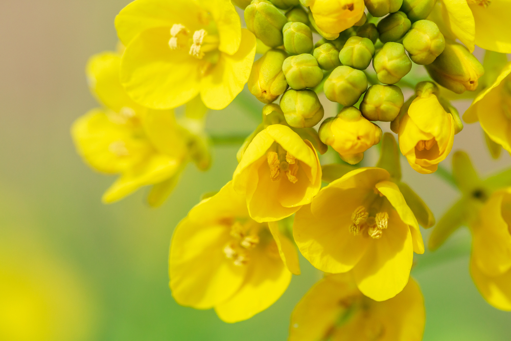 Gros plan sur une fleur de colza - Illustration Du semis à la récolte : boostez votre colza