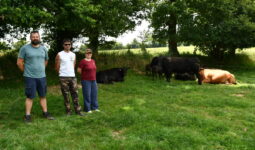 Des personnes devant des bovins en plein air