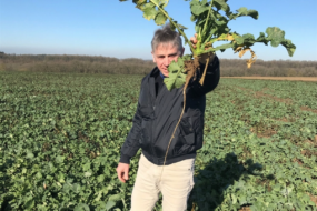 Un homme présente un plant de colza bien enraciné dans un champ