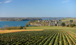 Un champ de chou-fleur en Bretagne avec un magnifique vue sur mer