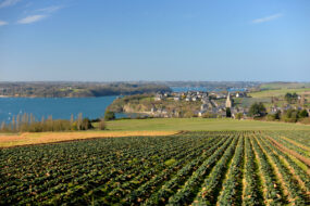 Un champ de chou-fleur en Bretagne avec un magnifique vue sur mer