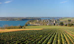 Un champ de chou-fleur en Bretagne avec un magnifique vue sur mer