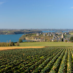 Un champ de chou-fleur en Bretagne avec un magnifique vue sur mer